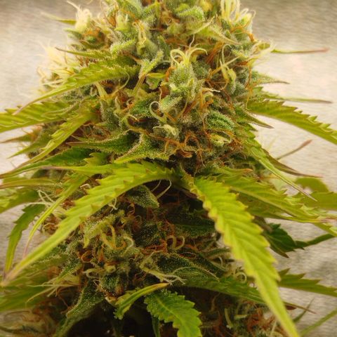 XXL Boombastic growlog timeline photo