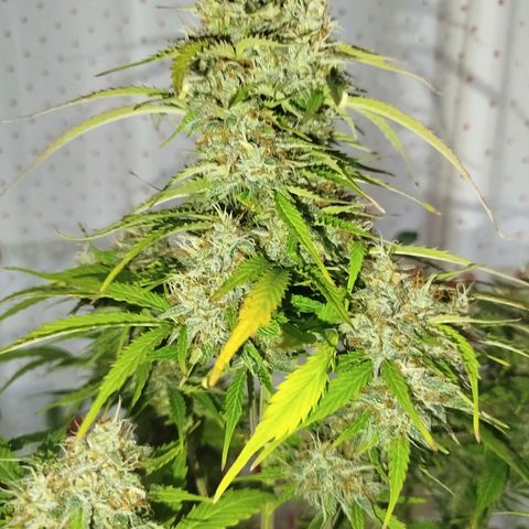 XXL Boombastic growlog timeline photo