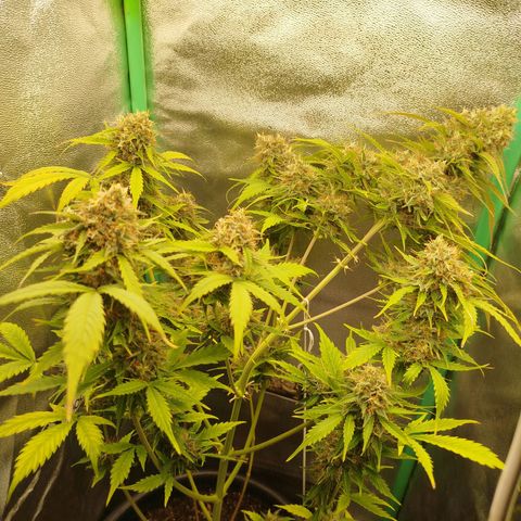 XXL Boombastic growlog timeline photo