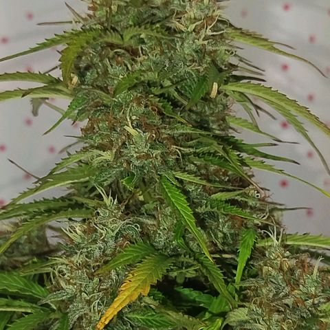 XXL Boombastic growlog timeline photo