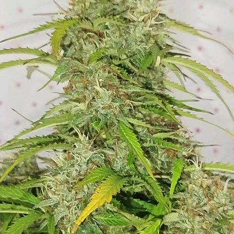 XXL Boombastic growlog timeline photo