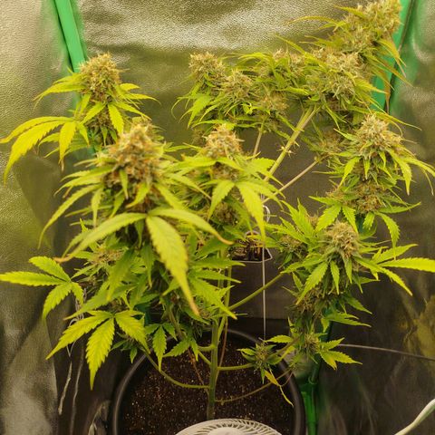 XXL Boombastic growlog timeline photo