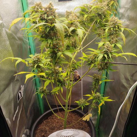 XXL Boombastic growlog timeline photo