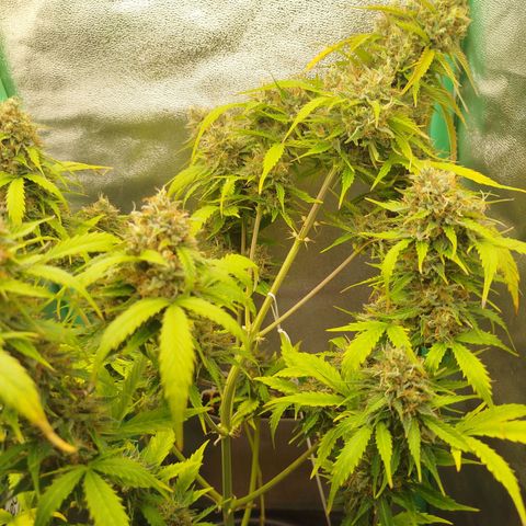 XXL Boombastic growlog timeline photo