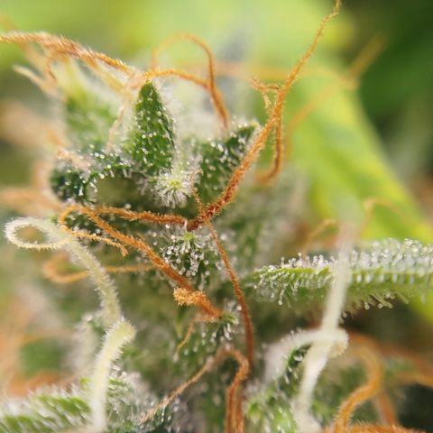XXL Boombastic growlog timeline photo