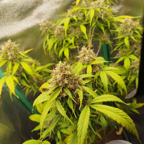 XXL Boombastic growlog timeline photo
