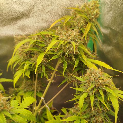 XXL Boombastic growlog timeline photo