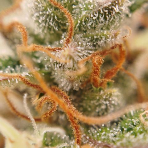 XXL Boombastic growlog timeline photo