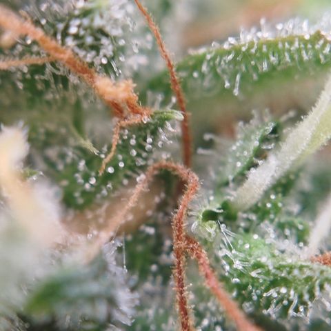 XXL Boombastic growlog timeline photo