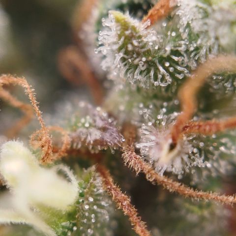 XXL Boombastic growlog timeline photo