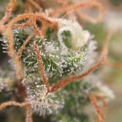 XXL Boombastic growlog timeline photo