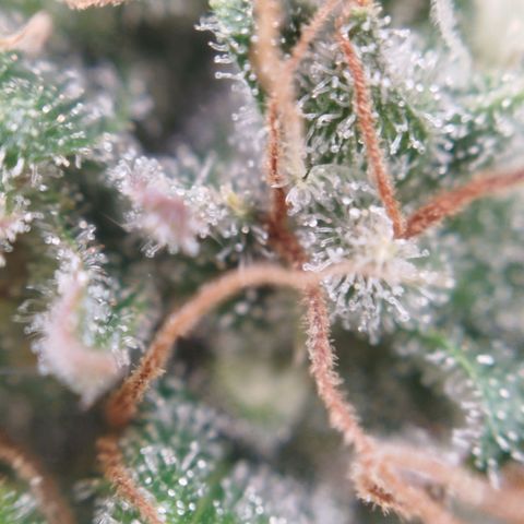 XXL Boombastic growlog timeline photo