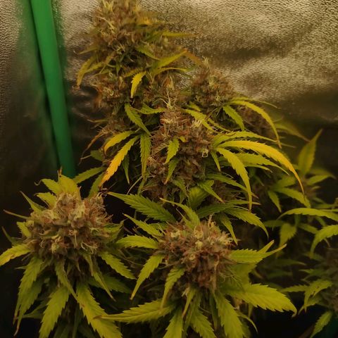XXL Boombastic growlog timeline photo