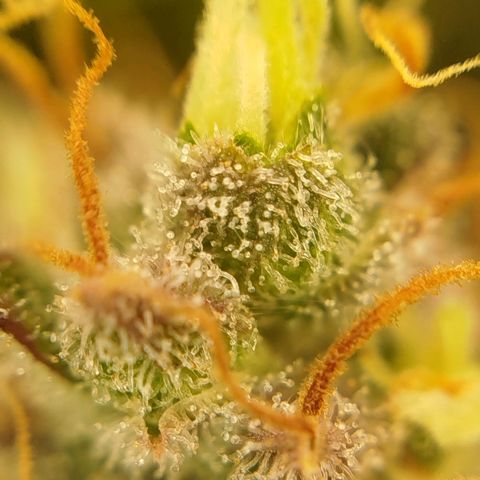 XXL Boombastic growlog timeline photo