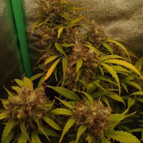 XXL Boombastic growlog timeline photo