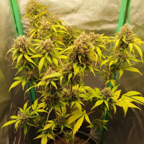 XXL Boombastic growlog timeline photo
