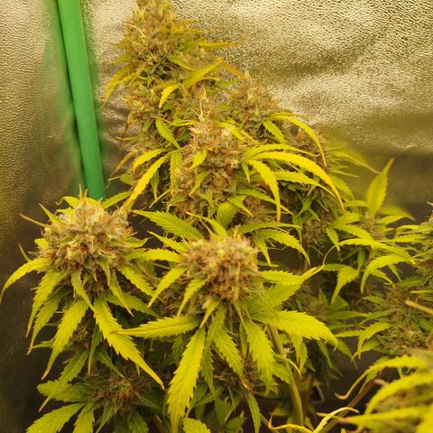 XXL Boombastic growlog timeline photo