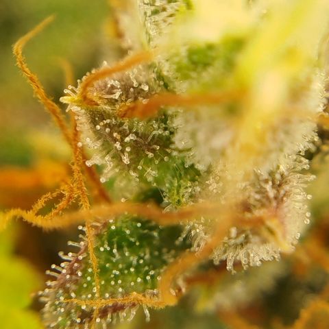 XXL Boombastic growlog timeline photo