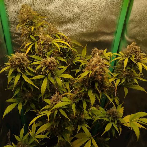 XXL Boombastic growlog timeline photo