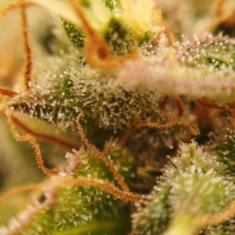 XXL Boombastic growlog timeline photo