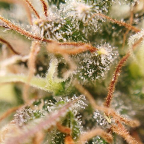 XXL Boombastic growlog timeline photo