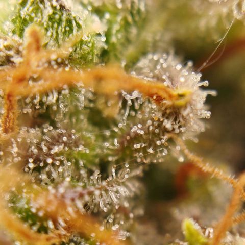 XXL Boombastic growlog timeline photo