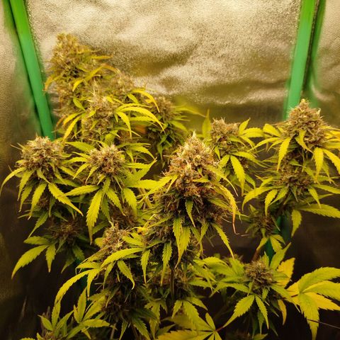 XXL Boombastic growlog timeline photo