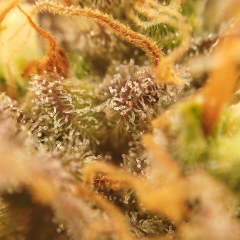 XXL Boombastic growlog timeline photo