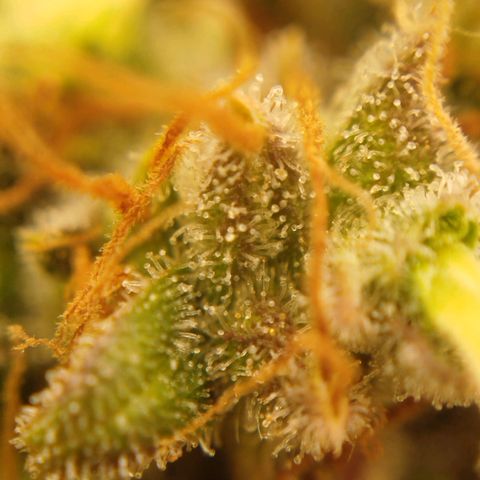 XXL Boombastic growlog timeline photo