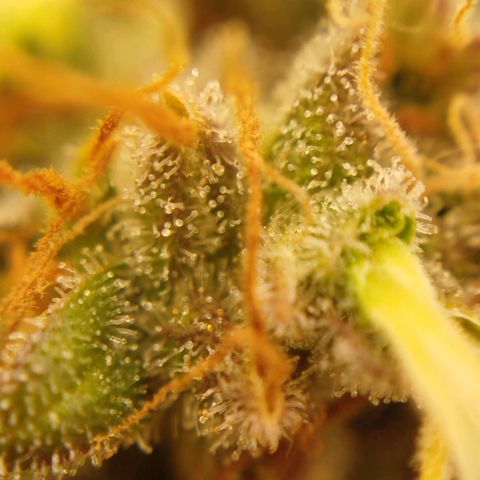 XXL Boombastic growlog timeline photo