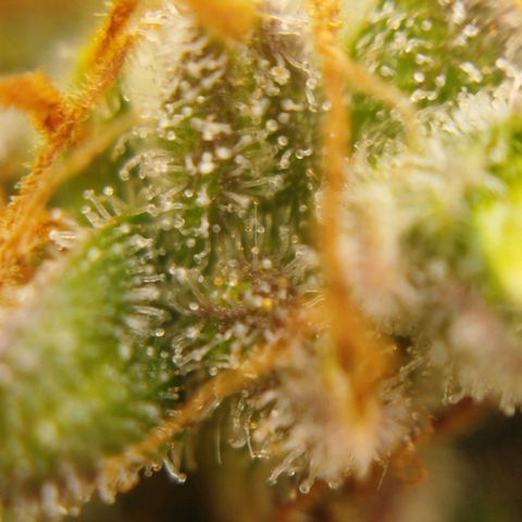 XXL Boombastic growlog timeline photo