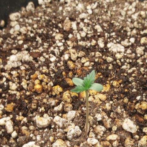 Tangie Feminized growlog timeline photo