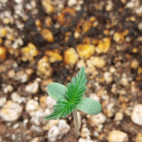 Tangie Feminized growlog timeline photo