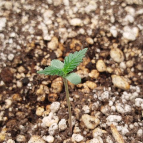 Tangie Feminized growlog timeline photo