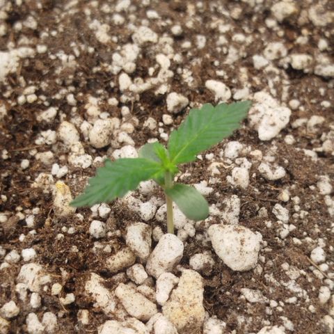 Tangie Feminized growlog timeline photo