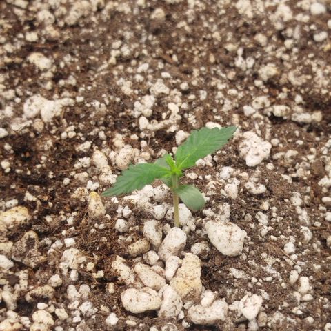 Tangie Feminized growlog timeline photo