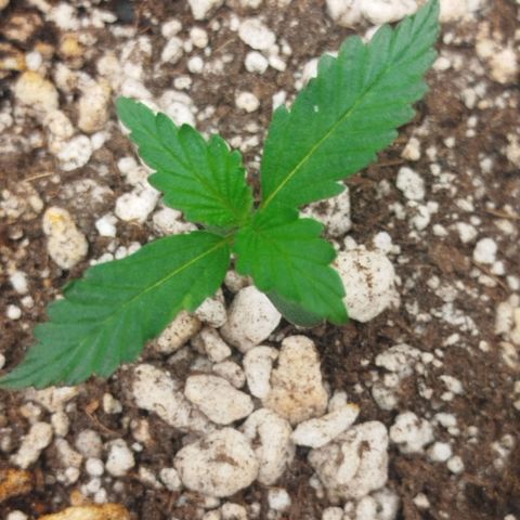 Tangie Feminized growlog timeline photo