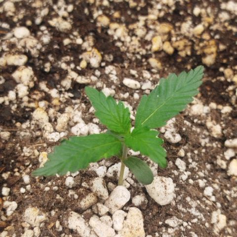 Tangie Feminized growlog timeline photo