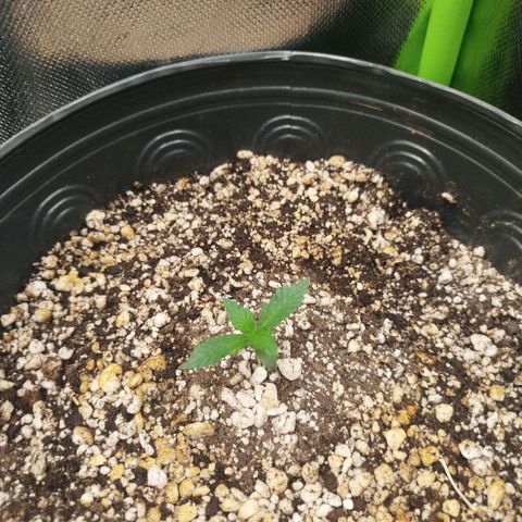 Tangie Feminized growlog timeline photo
