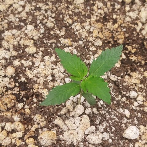 Tangie Feminized growlog timeline photo