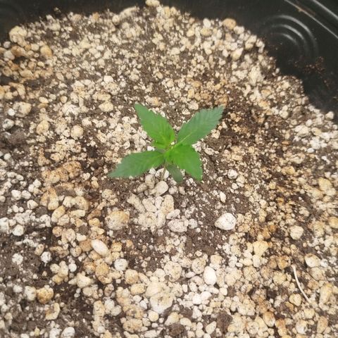 Tangie Feminized growlog timeline photo