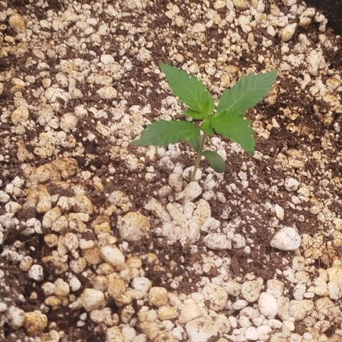 Tangie Feminized growlog timeline photo