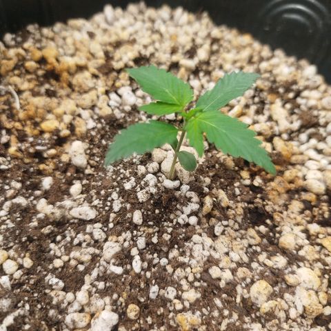 Tangie Feminized growlog timeline photo