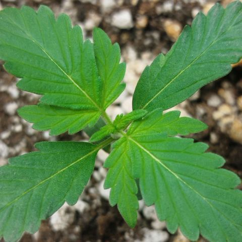 Tangie Feminized growlog timeline photo