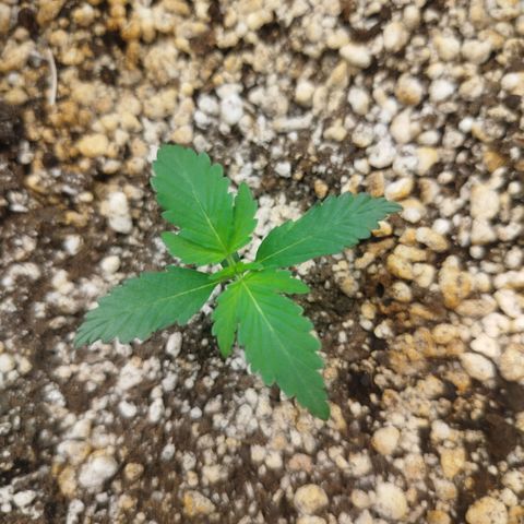 Tangie Feminized growlog timeline photo