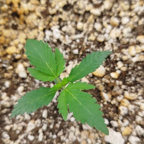 Tangie Feminized growlog timeline photo