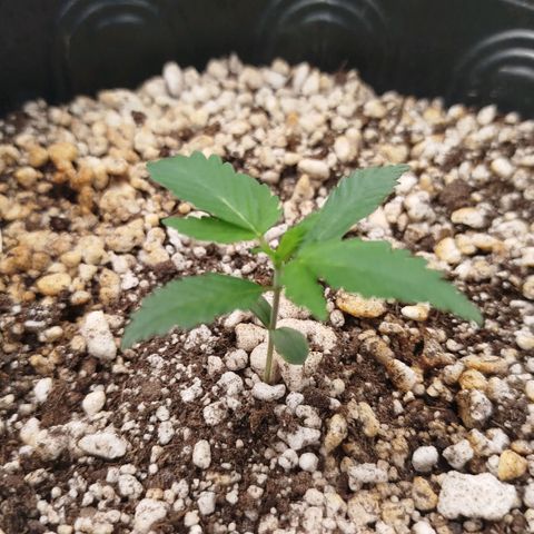Tangie Feminized growlog timeline photo