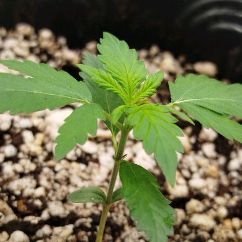 Tangie Feminized growlog timeline photo