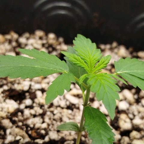 Tangie Feminized growlog timeline photo