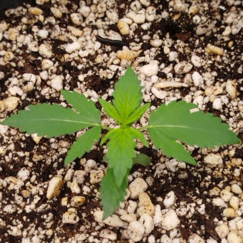 Tangie Feminized growlog timeline photo